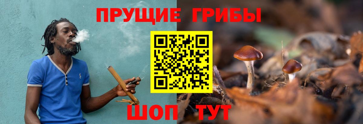 Псилоцибиновые грибы прущие грибы  Вход с VPN  Кашира  Псилоцибиновые грибы Psilocybine cubensis 